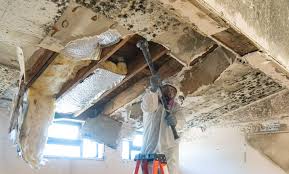 Best Attic Mold Removal in Kingsley, IA